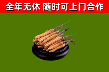 博兴烟酒回收冬虫夏草.jpg